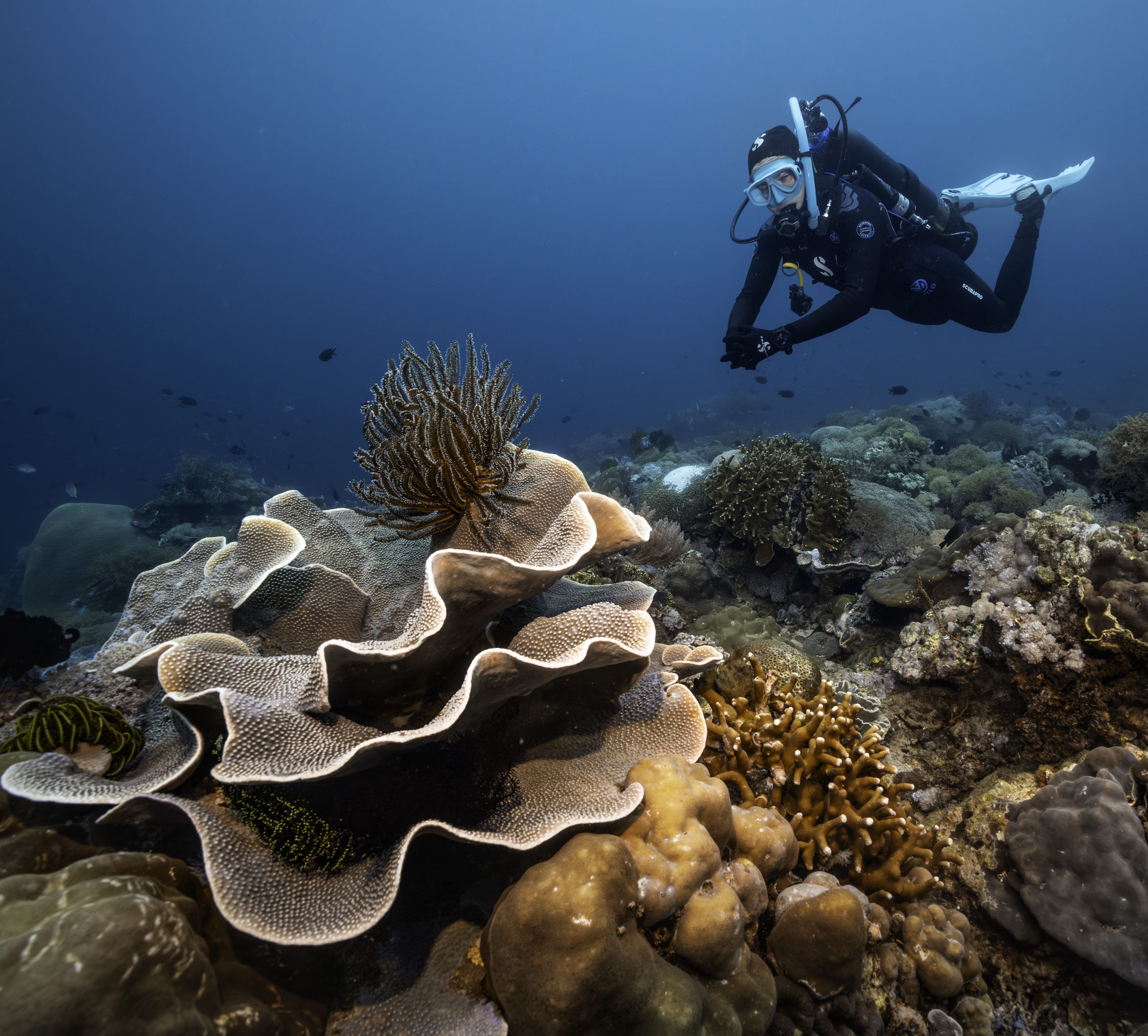 Diver moving fluidly with Avelo